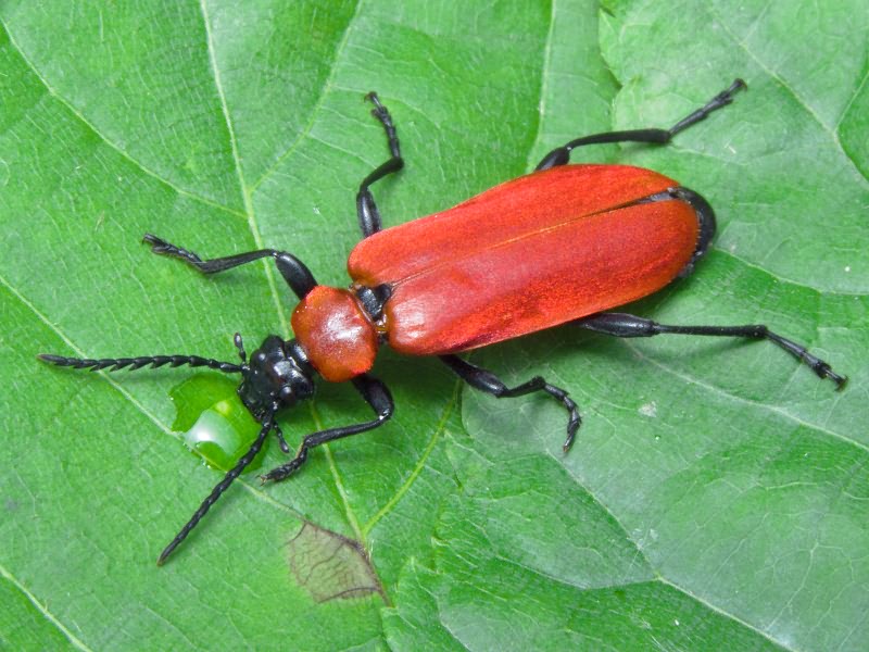 Pyrochroa coccinea (Linnaeus, 1761)